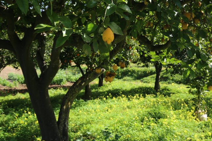 Albero di limoni